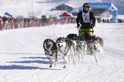 Lenk 2013